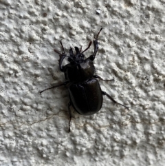 Safrina jugularis (Jugularis stag beetle) at Kosciuszko National Park, NSW - 15 Feb 2023 by AJB