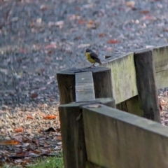 Eopsaltria australis (Eastern Yellow Robin) at Nunniong, VIC - 17 Feb 2023 by Darcy