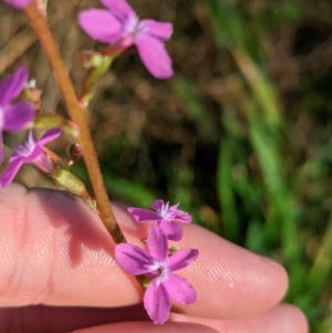 Stylidium armeria subsp. armeria at Nunniong, VIC - 18 Feb 2023