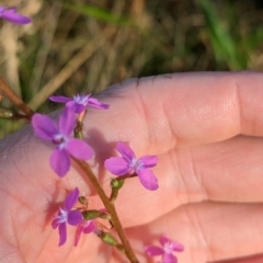 Stylidium armeria subsp. armeria at Nunniong, VIC - 18 Feb 2023