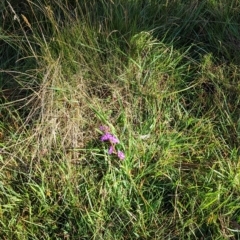 Stylidium armeria subsp. armeria at Nunniong, VIC - 18 Feb 2023