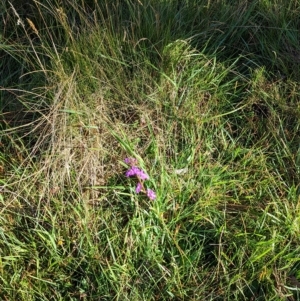 Stylidium armeria subsp. armeria at Nunniong, VIC - 18 Feb 2023 08:37 AM