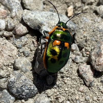 Scutiphora pedicellata (Metallic Jewel Bug) at Kosciuszko, NSW - 15 Feb 2023 by AJB