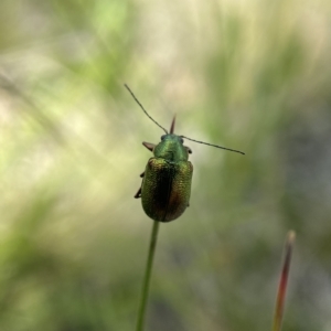 Edusella sp. (genus) at Tennent, ACT - 4 Dec 2021