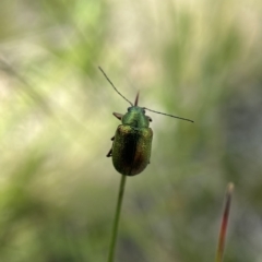 Edusella sp. (genus) (A leaf beetle) at Tennent, ACT - 4 Dec 2021 by AJB