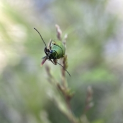 Edusella sp. (genus) at Tennent, ACT - 4 Dec 2021