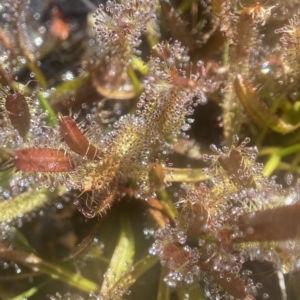 Drosera arcturi at Kosciuszko National Park, NSW - suppressed