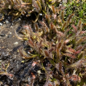 Drosera arcturi at Kosciuszko National Park, NSW - suppressed