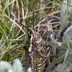 Monistria concinna at Thredbo, NSW - suppressed