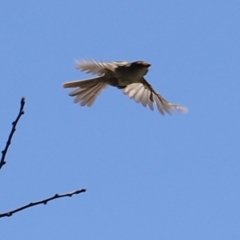 Malurus cyaneus at Holt, ACT - 19 Feb 2023