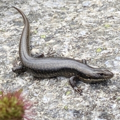 Eulamprus tympanum (Southern Water Skink) at Thredbo, NSW - 14 Feb 2023 by AJB