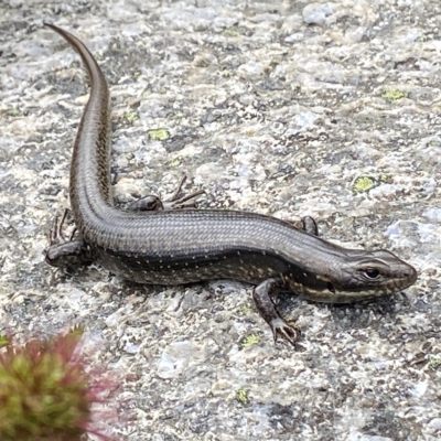 Eulamprus tympanum (Southern Water Skink) at Kosciuszko National Park - 14 Feb 2023 by AJB