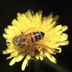 Apis mellifera (European honey bee) at Holt, ACT - 19 Feb 2023 by JimL