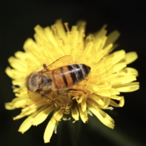 Apis mellifera at Holt, ACT - 19 Feb 2023