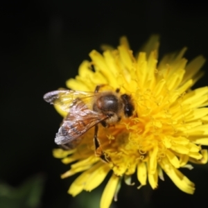 Apis mellifera at Holt, ACT - 19 Feb 2023