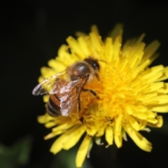 Apis mellifera at Holt, ACT - 19 Feb 2023