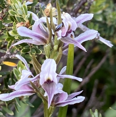 Prasophyllum alpestre (Mauve leek orchid) at Kosciuszko National Park, NSW - 14 Feb 2023 by AJB