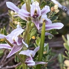 Paraprasophyllum alpestre at Kosciuszko National Park, NSW - suppressed