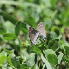 Zizina otis (Common Grass-Blue) at Holt, ACT - 19 Feb 2023 by JimL