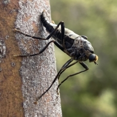 Boreoides subulatus (Wingless Soldier Fly) at Thredbo, NSW - 14 Feb 2023 by AJB