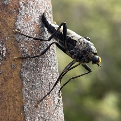 Boreoides subulatus (Wingless Soldier Fly) at Kosciuszko National Park - 14 Feb 2023 by AJB