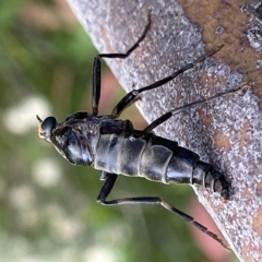 Boreoides subulatus at suppressed - 14 Feb 2023