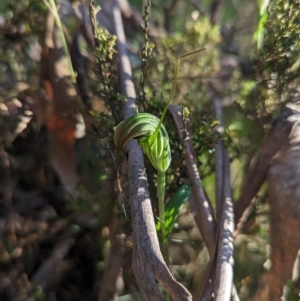 Diplodium decurvum at Cotter River, ACT - suppressed