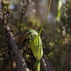 Diplodium decurvum at Cotter River, ACT - suppressed