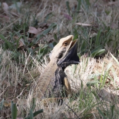 Pogona barbata (Eastern Bearded Dragon) at Stromlo, ACT - 12 Feb 2023 by JimL