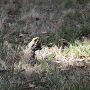 Pogona barbata at Stromlo, ACT - suppressed