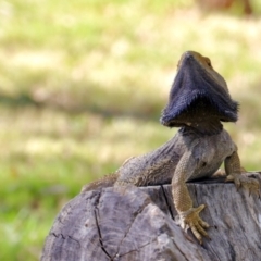 Pogona barbata at Stromlo, ACT - 12 Feb 2023