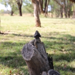 Pogona barbata at Stromlo, ACT - 12 Feb 2023