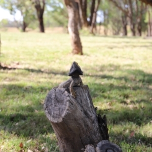 Pogona barbata at Stromlo, ACT - suppressed