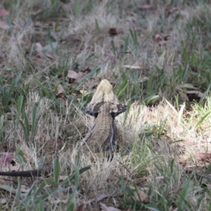 Pogona barbata at Stromlo, ACT - suppressed