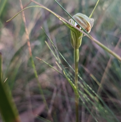 Diplodium decurvum (Summer greenhood) at Cotter River, ACT - 18 Feb 2023 by Rebeccajgee