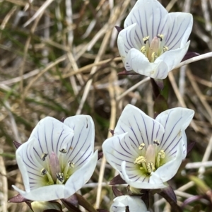 Gentianella muelleriana subsp. alpestris at Kosciuszko, NSW - 15 Feb 2023