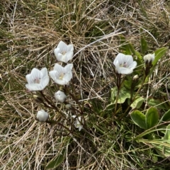 Gentianella muelleriana subsp. alpestris at Kosciuszko, NSW - 15 Feb 2023