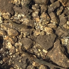 Gambusia holbrooki (Gambusia, Plague minnow, Mosquito fish) at Kosciuszko National Park - 15 Feb 2023 by AJB