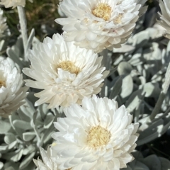 Leucochrysum alpinum (Alpine Sunray) at Kosciuszko, NSW - 15 Feb 2023 by AJB