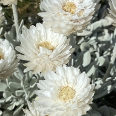 Leucochrysum alpinum (Alpine Sunray) at Kosciuszko National Park - 14 Feb 2023 by AJB