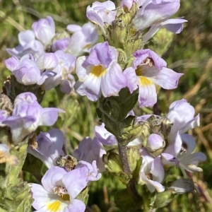 Euphrasia collina subsp. diversicolor at Kosciuszko National Park, NSW - 15 Feb 2023