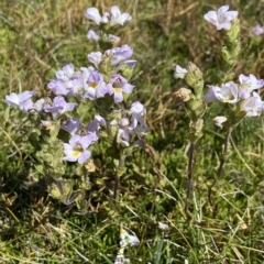 Euphrasia collina subsp. diversicolor at Kosciuszko National Park, NSW - 15 Feb 2023