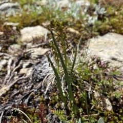 Prasophyllum tadgellianum (Tadgell's leek orchid) at Kosciuszko, NSW - 15 Feb 2023 by AJB