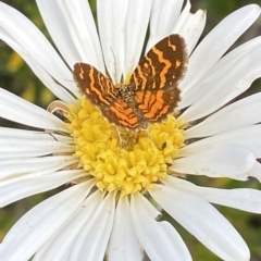 Chrysolarentia chrysocyma (Small Radiating Carpet) at Kosciuszko National Park - 14 Feb 2023 by AJB