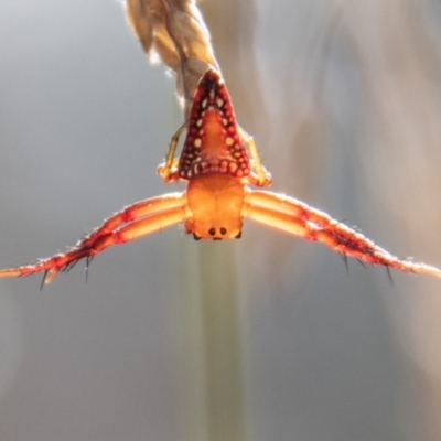 Arkys walckenaeri (Triangle spider) at Cotter River, ACT - 16 Feb 2023 by SWishart