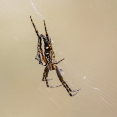 Plebs bradleyi (Enamelled spider) at Cotter River, ACT - 17 Feb 2023 by SWishart