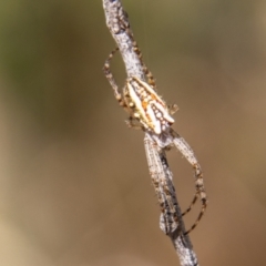 Plebs bradleyi (Enamelled spider) at Brindabella, NSW - 17 Feb 2023 by SWishart