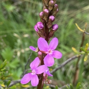 Stylidium montanum at Kosciuszko National Park, NSW - suppressed