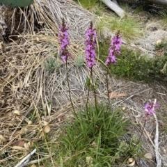 Stylidium montanum at Kosciuszko National Park, NSW - suppressed