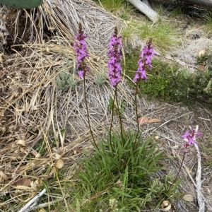 Stylidium montanum at Kosciuszko National Park, NSW - suppressed